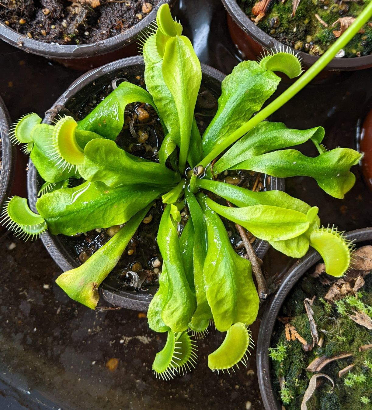 Plante Carnivore 7 Lettres