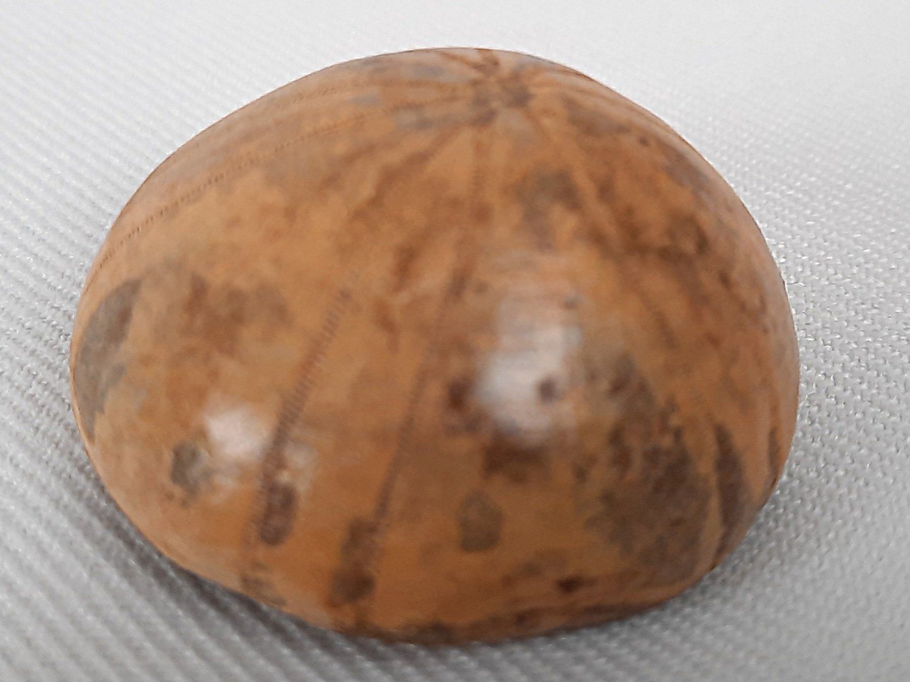 Fossili: Fossile Seeigel und Seepocken – Usato da Beinwil am See venduto da Restwert_Beinwil 2