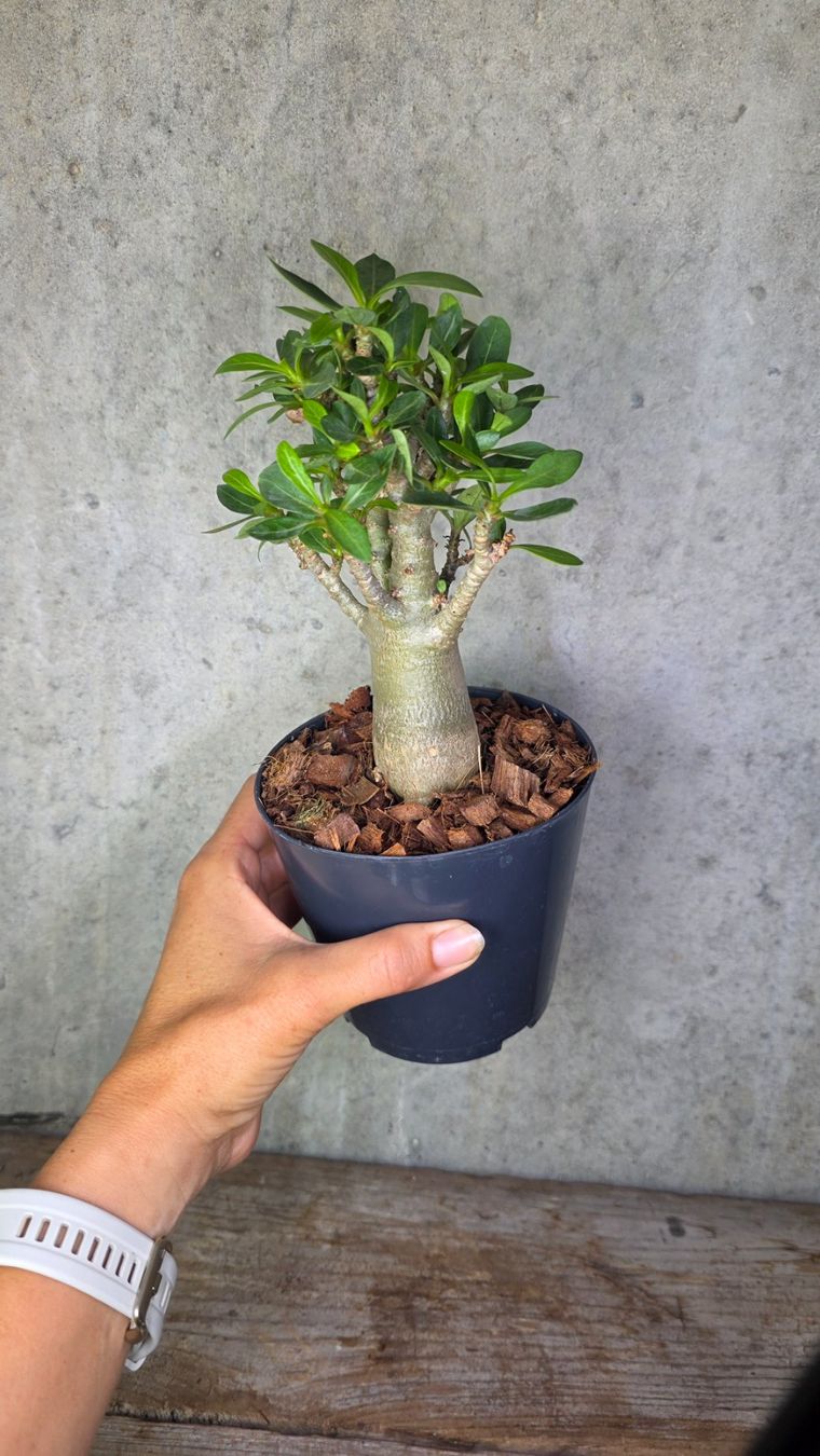 Pflanzen & Samen: Adenium Obesum – Neu (gemäss Beschreibung) aus St.Erhard von Plumilandschweiz 1