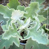 Kalanchoe Beharensis Oak Leaf mit silbrig-filzigen Blättern