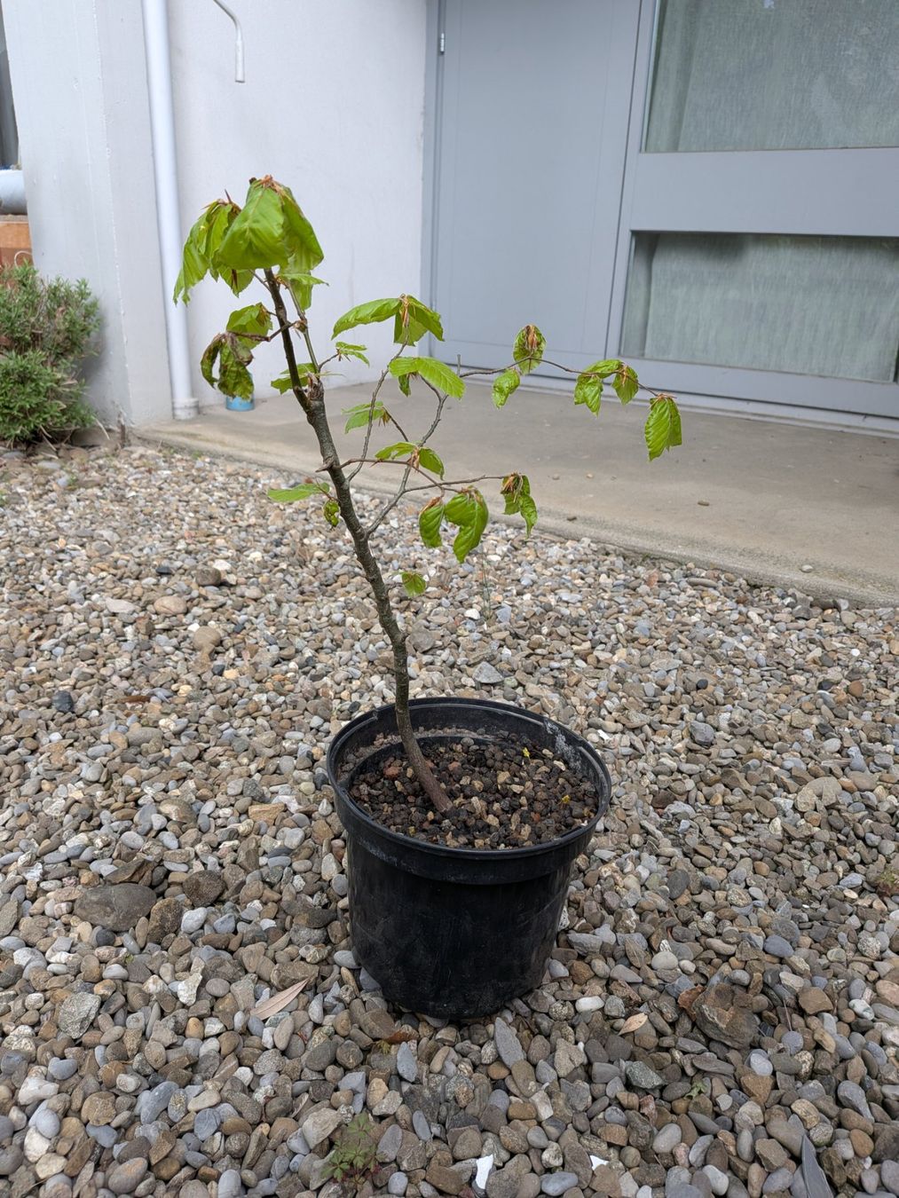 Piante & sementi: Bonsai Rohmaterial ab CHF 5: Hainbuche – Usato da Bern venduto da Hydrom