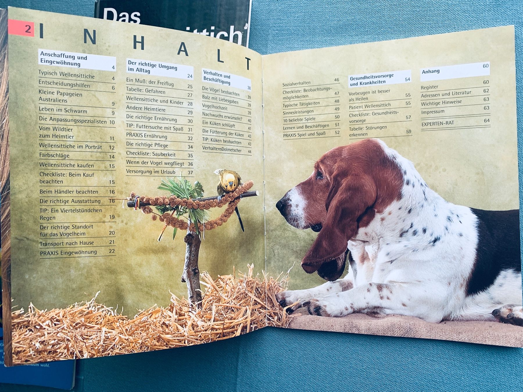 Libri: 2 Bücher Wellensittiche – Usato da Bern venduto da Flora.Sonea 2