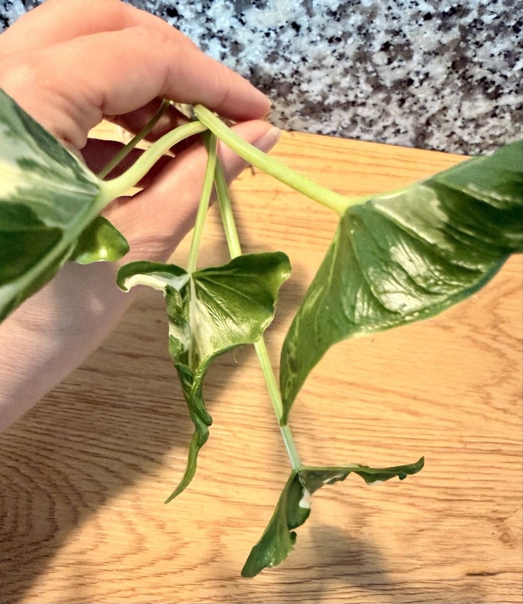 Piante & sementi: Alocasia Cucullata "Crinkles Albo" – Usato da Kaiseraugst venduto da dka_b97z 3