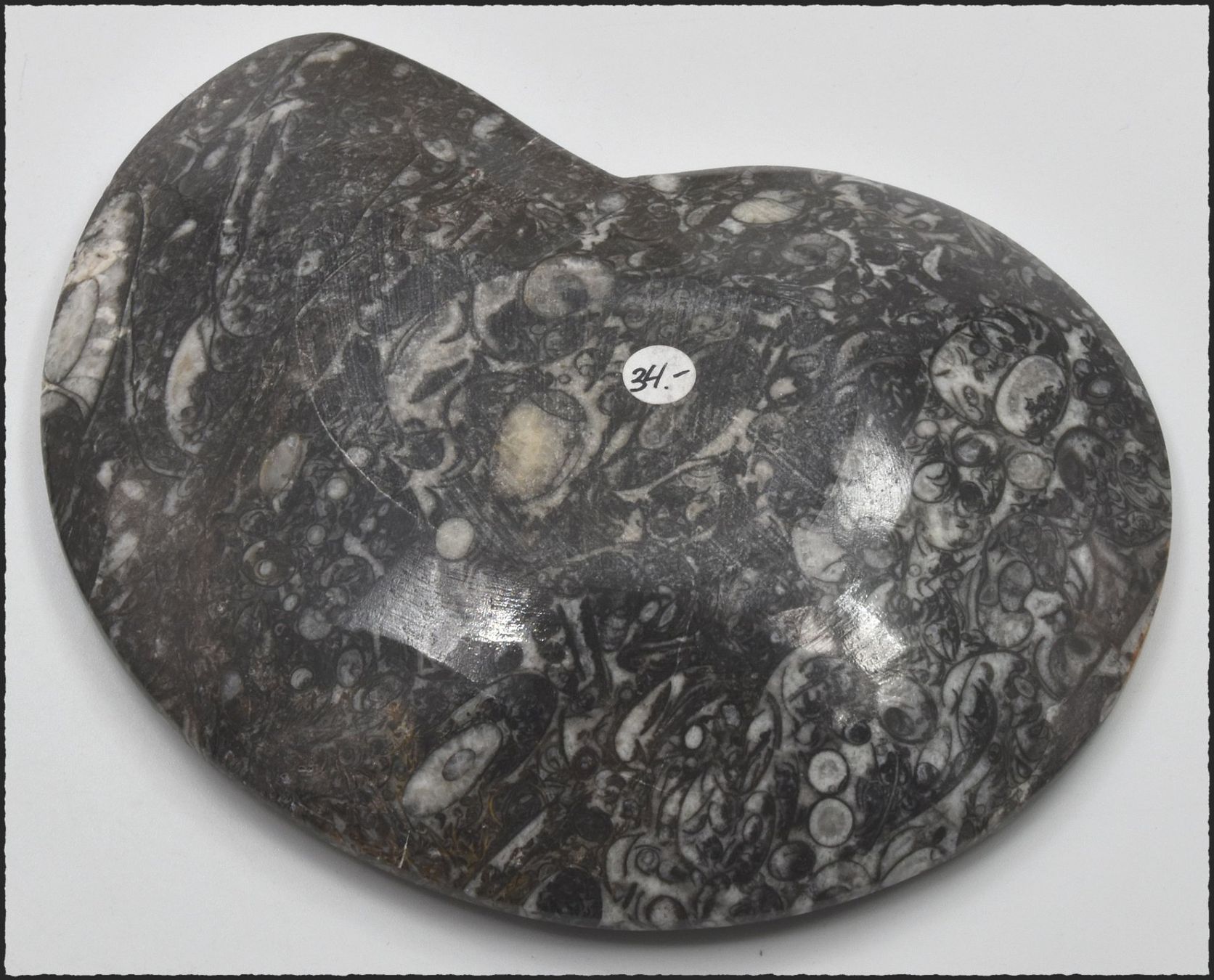 Fossili: Orthocera Fossil Schlüsselschale oder Schmuckschale – Nuovo e nell'imballaggio originale da Oberglatt ZH venduto da Goldfee1 3