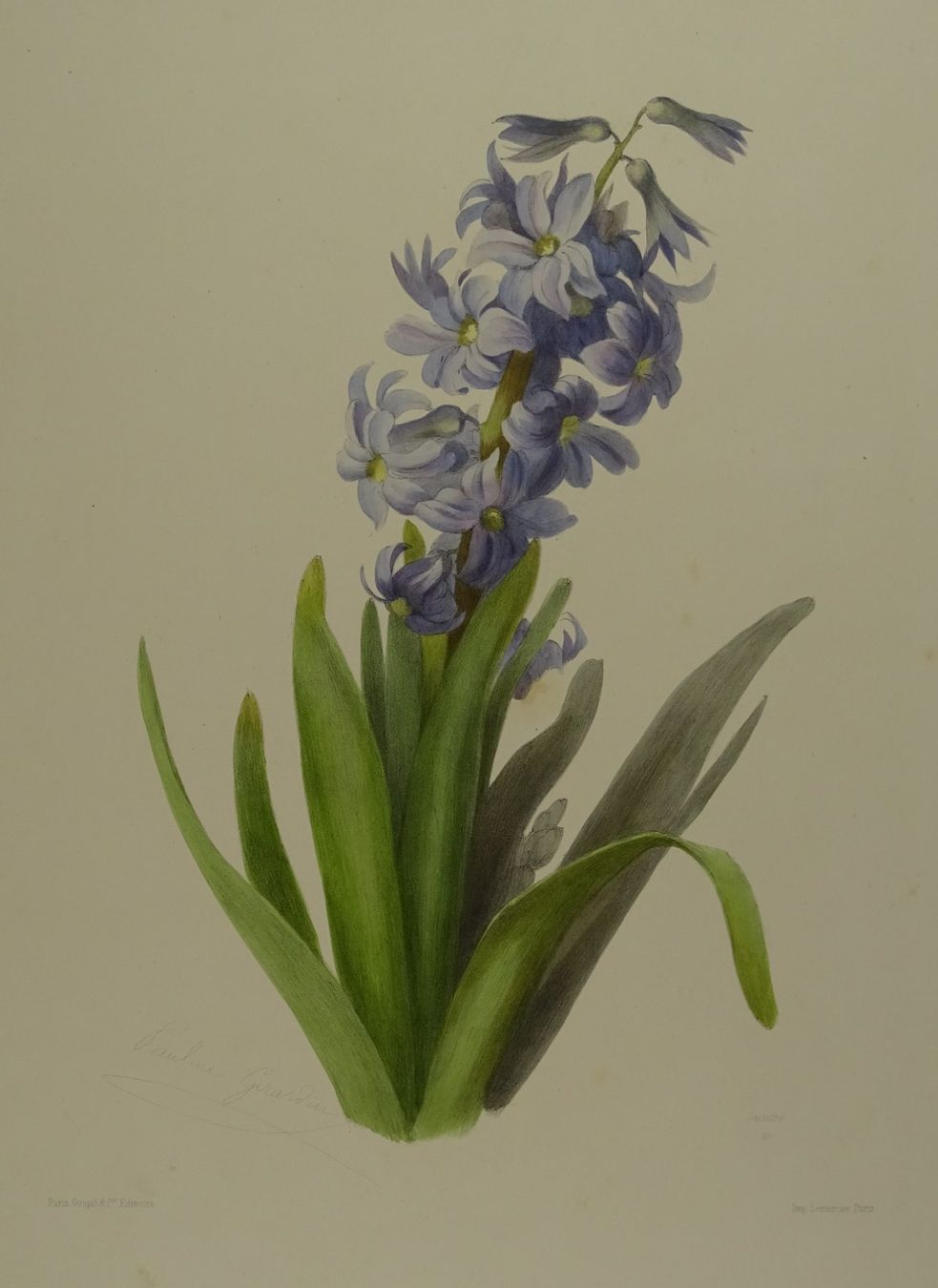 Incisioni: JACINTHE, HYAZINTHE, LITHOGRAPHIE UM 1850 – Usato da Grüningen venduto da Kartensammler 1