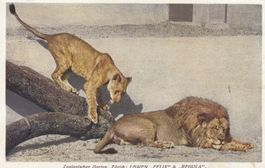 Zürich  ZH  -   ALLMEND FLUNTERN  /  Zoolog. Garten