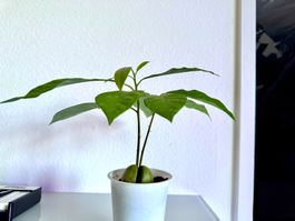 Avocado Baum (Doppelstamm)