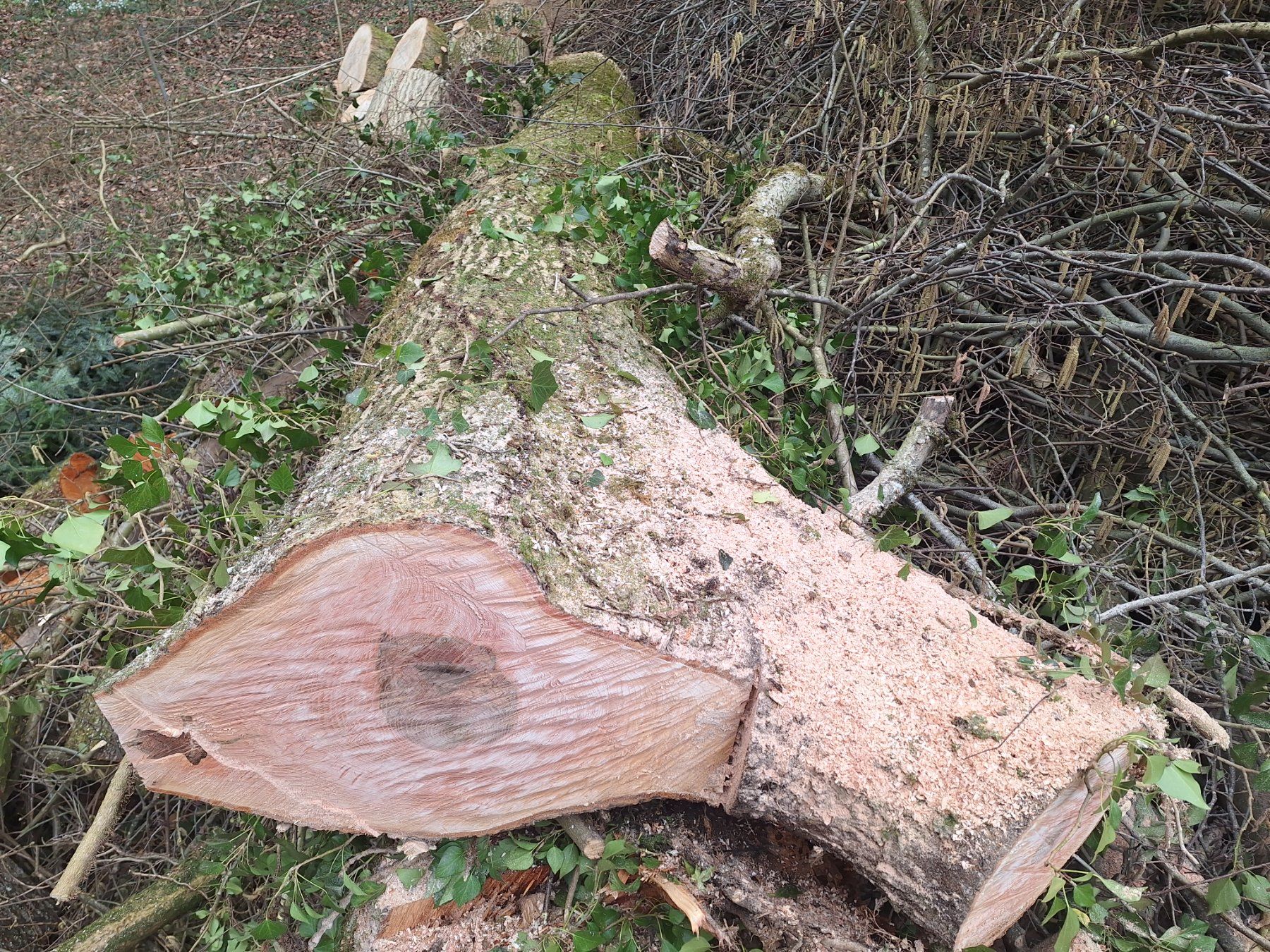 Articoli in legno: Eschenstamm 5,6Meter – Nuovo e nell'imballaggio originale da Ufhusen venduto da Caliban86 4