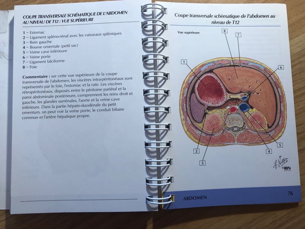 Livre de médecine: MEMOFICHE ANATOMIE: TRONC, NETTER (Gebraucht) in ...