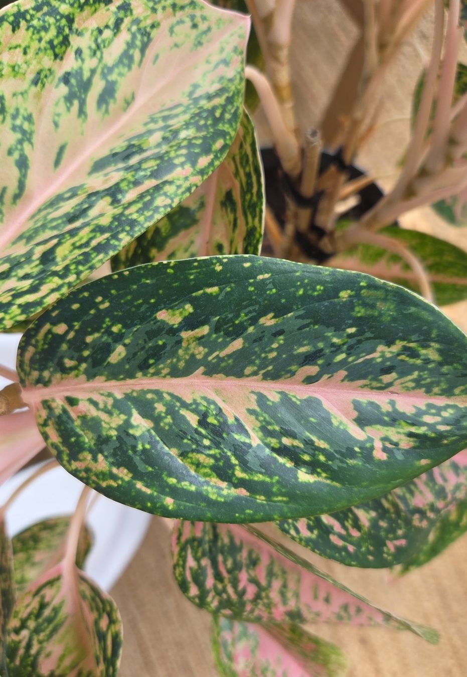 Pflanzen & Samen: Aglaonema (ca. 53cm) – Gebraucht aus Zürich von wile_coyote 3