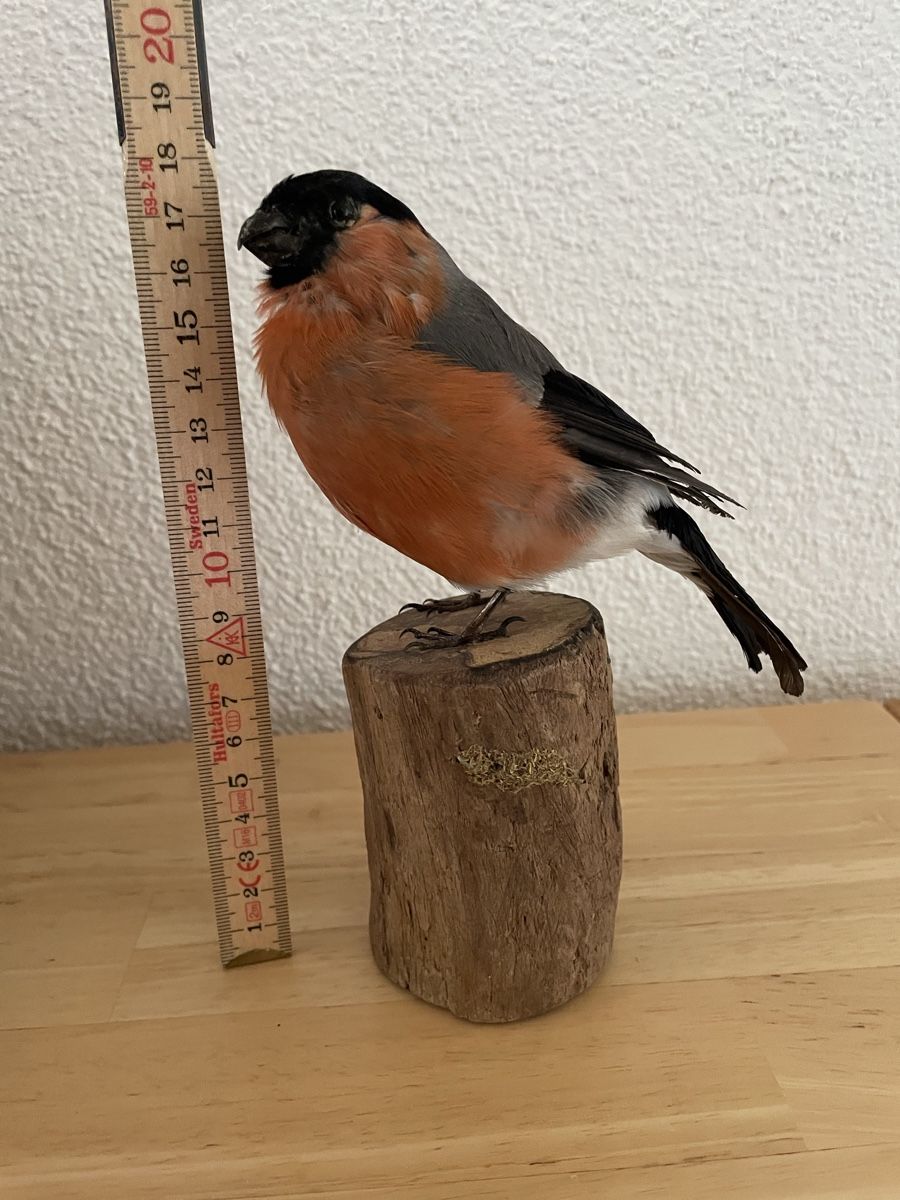Welt der Tiere: Präparat eines Gimpel/Dompfaff Männchens – Gebraucht aus Degersheim von Finch21 2
