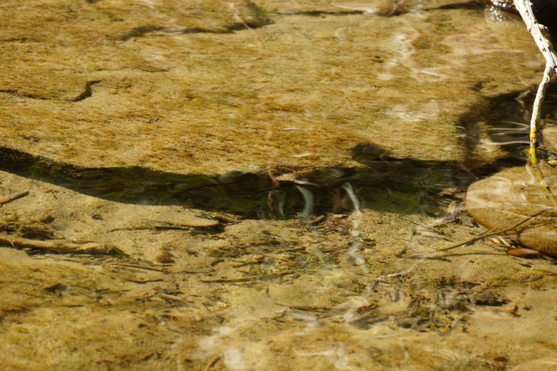 Foto & Immagini: Fotografie: Unter Wasser – Nuovo (secondo la descrizione) da Fribourg venduto da erw_68dx