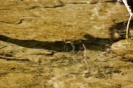 Fotografie: Unter Wasser