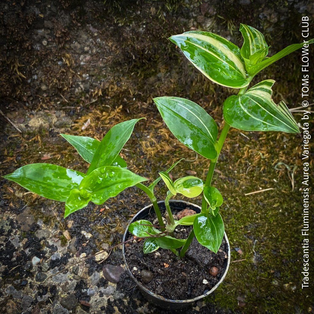 Piante & sementi: Tradescantia Fluminensis Aurea Variegata - 1Blickfang – Nuovo e nell'imballaggio originale da Adliswil venduto da MarkyForest 6