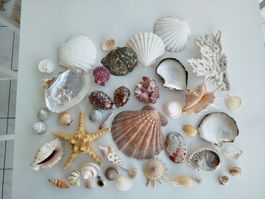 Muscheln und Meeresschnecke Seestern maritim Strand deko 