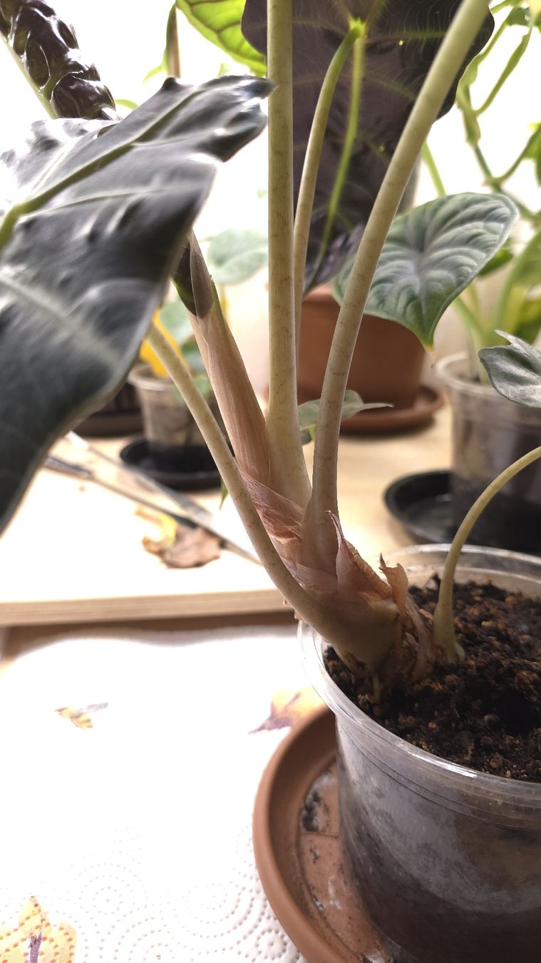 Piante & sementi: Alocasia Amazonica  – Nuovo (secondo la descrizione) da Neyruz FR venduto da bry_2dg9 1