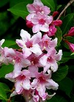 WEIGELA ROSEA FLORIDA Steckling mit Knospen, Wurzeln 50 cm