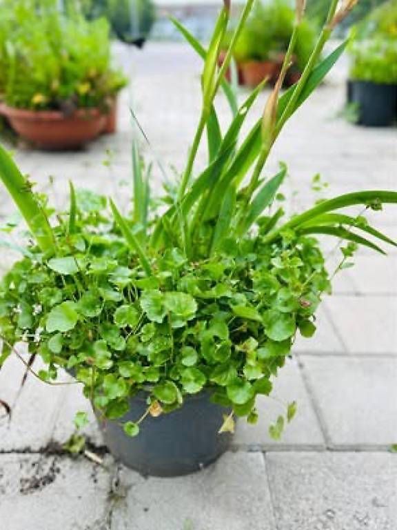 Vasi per fiori: Blaue Blumen Kombination  – Usato da Frauenfeld venduto da Irene.Schuppli 3