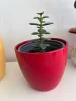 Frühlingsfrischer Geldbaum, Crassula Ovata, im roten Topf