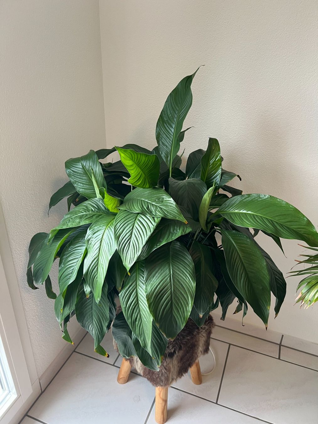 Piante & sementi: Grosse Friedenslilie – Usato da Volketswil venduto da SecondHanderia 1