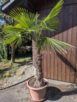 grosse Palme im Topf 