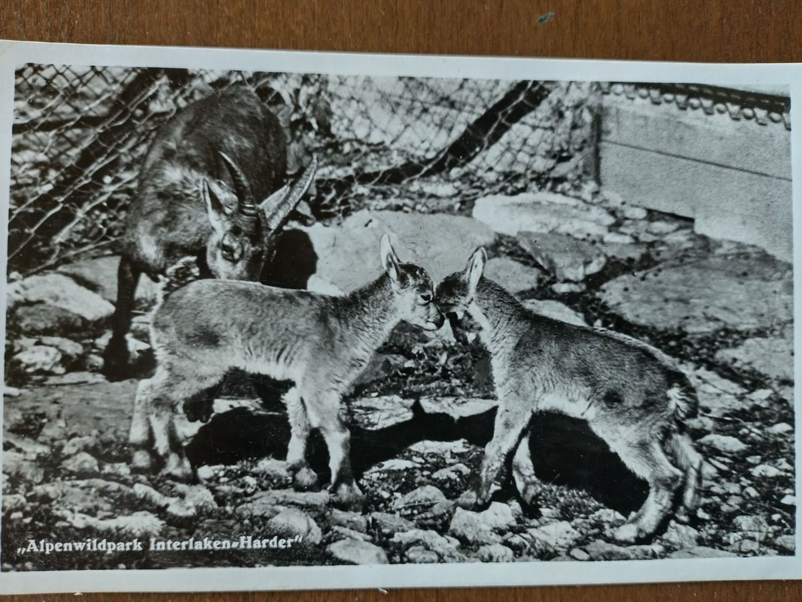 Ansichtskarten: Ansichtskarte "Alpenwildpark Harder-Interlaken" 1941 – Gebraucht aus Wildhaus von Hukwildhaus 1