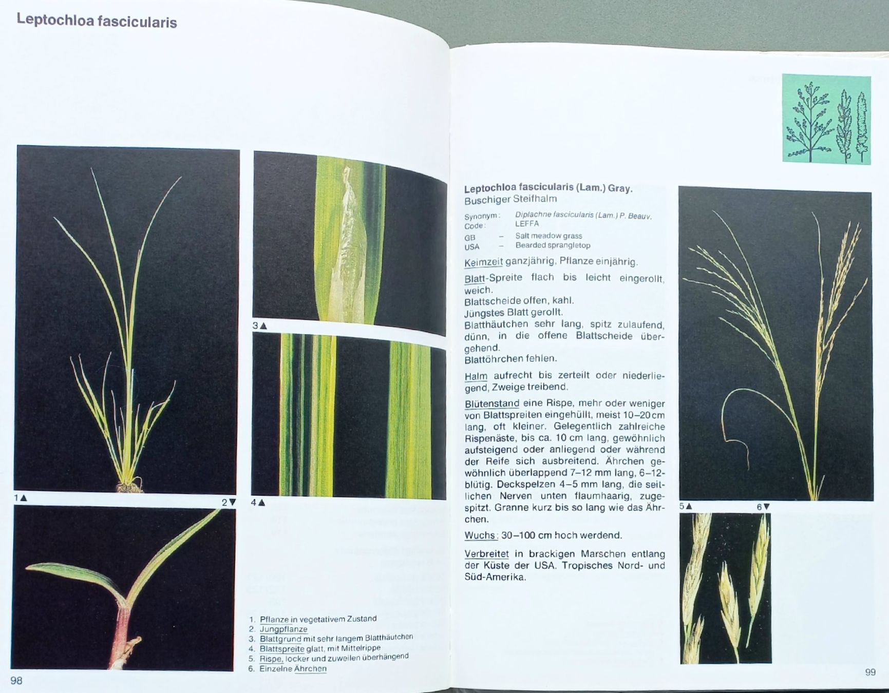 Libri: Buch - Ungräser des Ackerlandes – Usato da Niederuzwil venduto da lubimaja 5