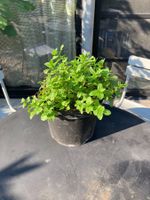 Mojito Minze, die super süsse !