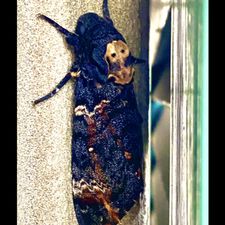 Profile image of Acherontia-atropos4