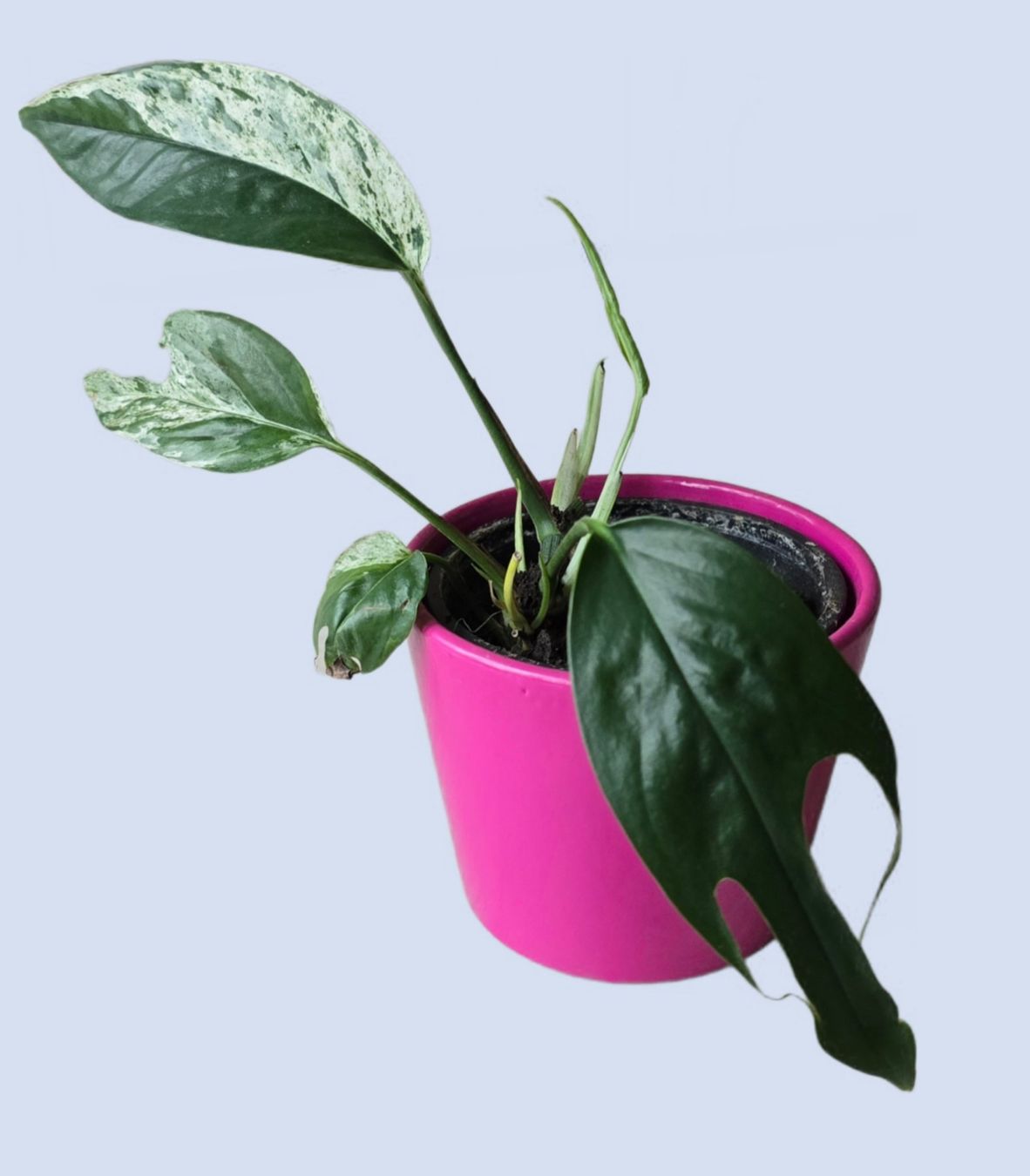 Piante & sementi: Epipremnum Marble Variegata – Usato da Aarburg venduto da Glitzerschein