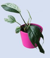 Epipremnum Marble Variegata