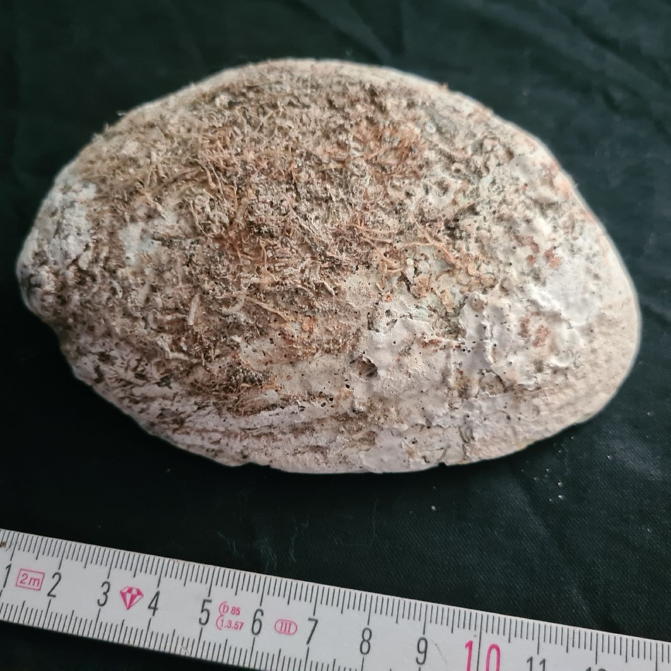 Fossilien: Abalohne, Seeohrschnecke, 2Stk – Gebraucht aus Zuzwil SG von mko_6m7z 3