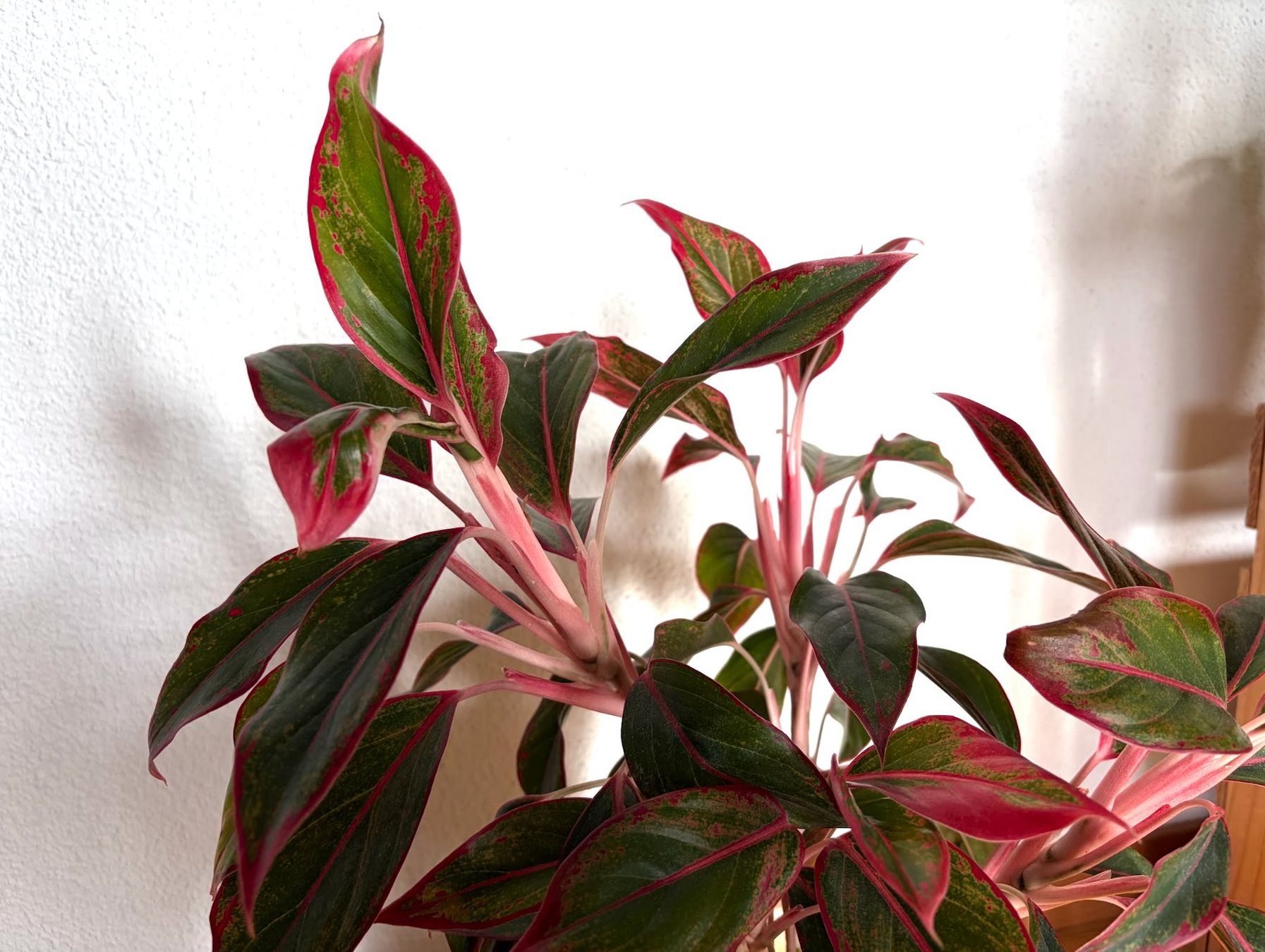Piante & sementi: Aglaonema Jungle Red von feey – Usato da Baar venduto da annasorbian 1