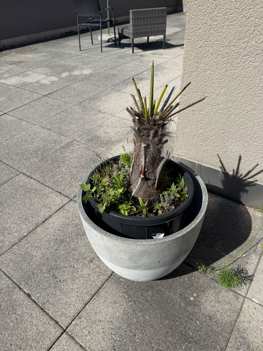 Plantes & graines: Königspalme – D'occasion à Niederwangen BE par jan_p2tb