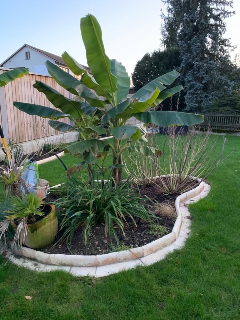 Pflanzen & Samen: Musa basjoo winterhart ca. 100 cm hoch – Neu (gemäss Beschreibung) aus Windisch von Sumpfrose 2