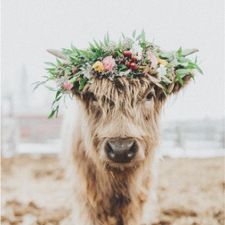 Profile image of Stineline