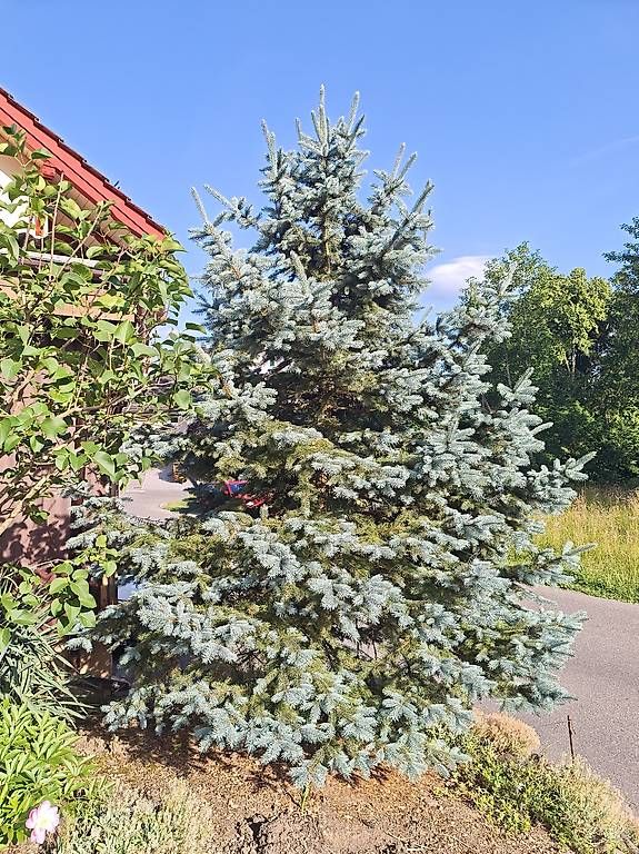 Piante & sementi: Blautanne zum abholen – Usato da Meilen venduto da SRT450