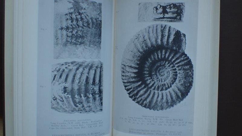 Libri: Type Ammonites von S.S, Buckman – Usato da Rickenbach BL venduto da Oktober68 7