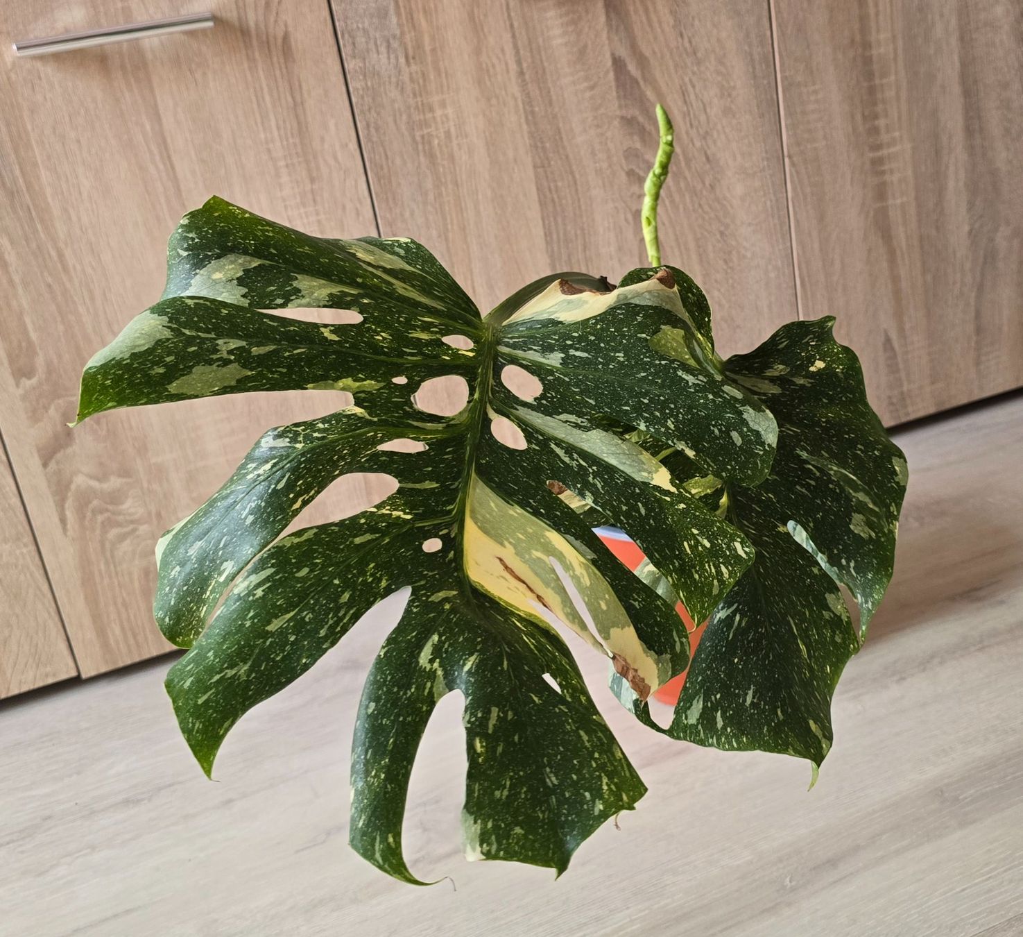 Plantes & graines: Monstera  Variegata Pflanze – D'occasion à Aarburg par Glitzerschein 1
