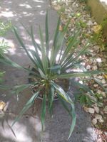 Prächtige Yucca-Palme im Topf - Perfekt für den Garten