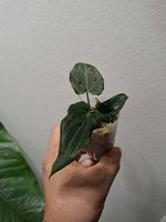 Anthurium Black Widow 13x43