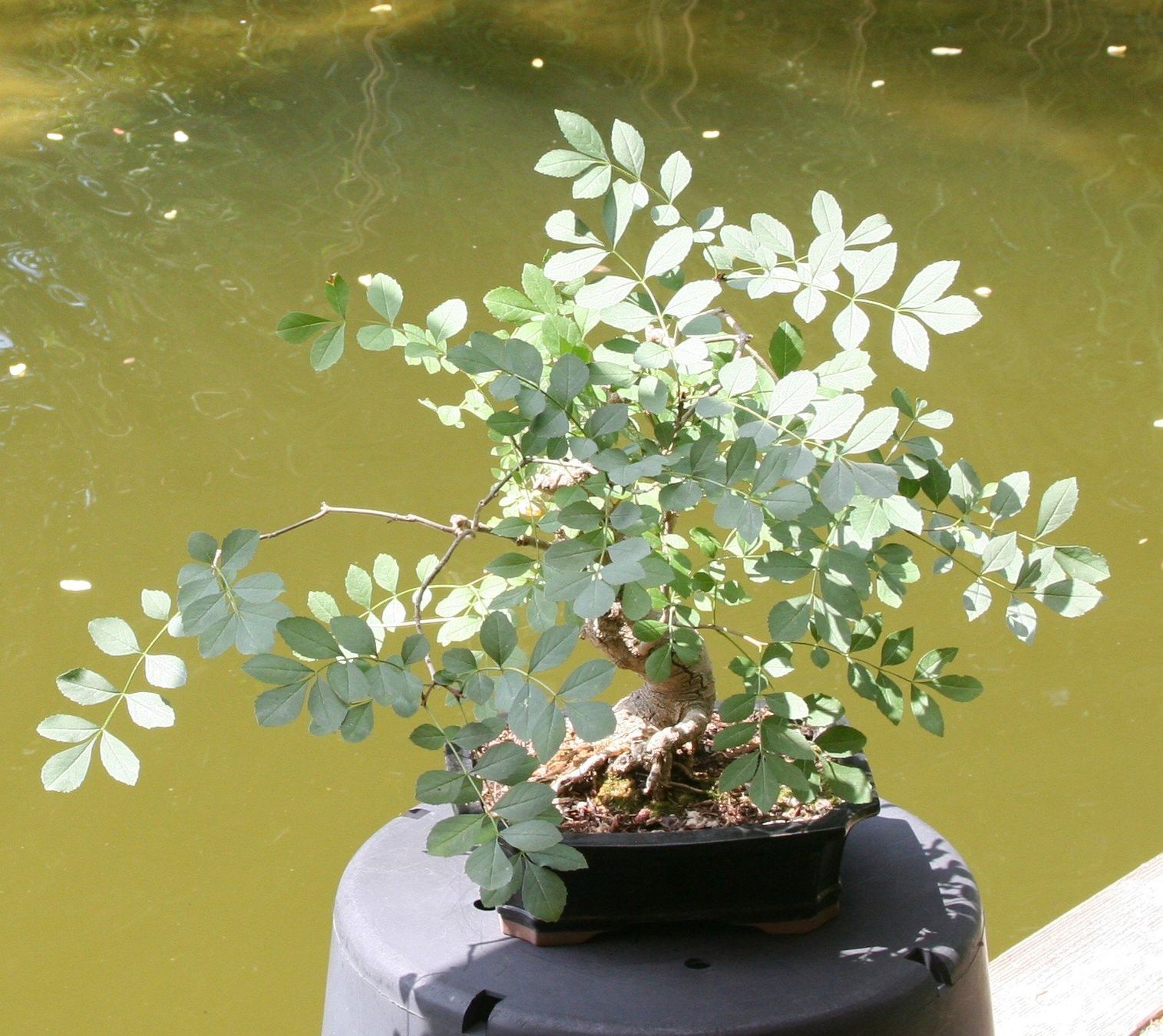 Pflanzen & Samen: BONSAI  -  Esche – Gebraucht aus Gretzenbach von Sikim