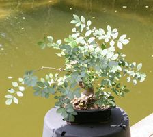 BONSAI  -  Esche