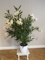 Schöner, buschiger Oleander – ca. 100 cm – zartgelbe Blüten