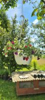 Blumentopf zum Hängen, weiss, Petunien klein für den Garten