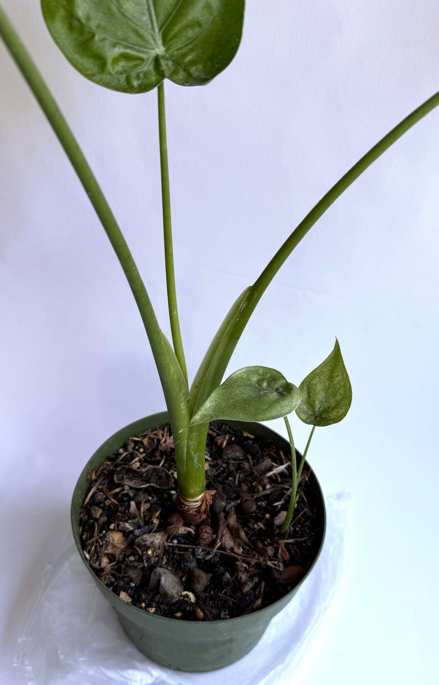 Piante & sementi: Alocasia**Elefantenohr oder Pfeilblatt***** – Nuovo (secondo la descrizione) da Dübendorf venduto da Orchid18