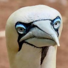 Profile image of Faites_seulement1860