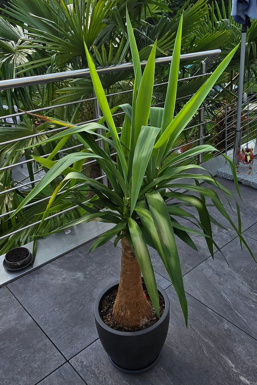 Plantes & graines: Prächtige Yucca-Palme – D'occasion à Aarburg par Glitzerschein 2