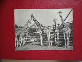 AK Tschechoslowakei Zoo Giraffen 1973 s/w Karte