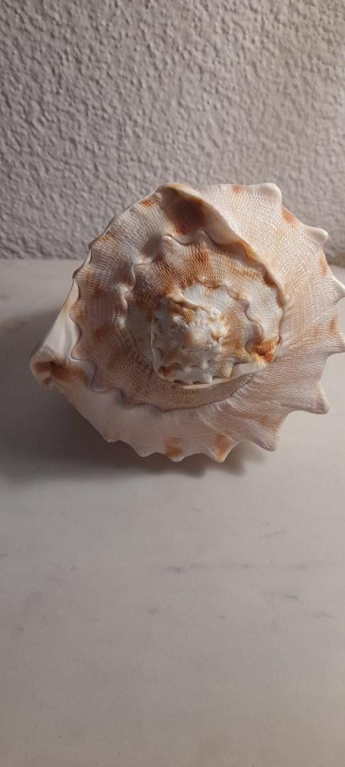 Tutte le decorazioni: Grosse deko Muschel – Usato da Udligenswil venduto da m-nikolic 2